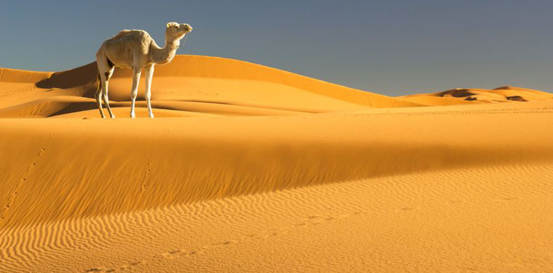 animali deserto