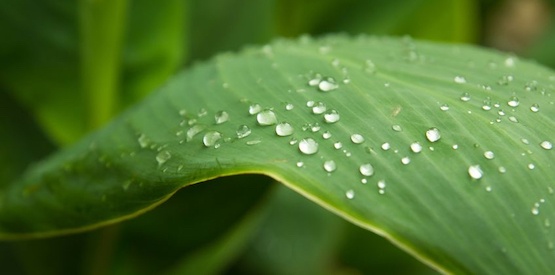 14749360 - close up of green leaves with water drops